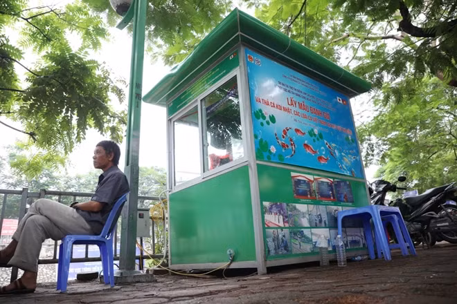 Anh Huy cho biết thêm, việc thả cá trực tiếp như ở sông Tô Lịch nếu không đảm bảo về nhiệt độ hay sự quen thuộc môi trường, cá có thể yếu dần và chết trong một vài ngày.