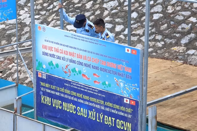 50 con cá Koi Nhật Bản sau 3 ngày thả xuống bể xử lý khu vực thí điểm làm sạch môi trường bằng công nghệ Nano-Bioreactor, đã xuất hiện tình trạng cá Koi chết nổi.