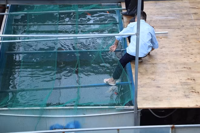 Trước đó trưa ngày 18-9 đã có một con cá Koi được phát hiện đã chết, đến chiều nay (19-9) có thêm 3 con nữa.