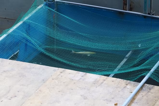 Theo ghi nhận của PV vào chiều ngày 19-9 tại khu vực thí điểm làm sạch môi trường bằng công nghệ nano đã xuất hiện thêm tình trạng cá Koi chết nổi.