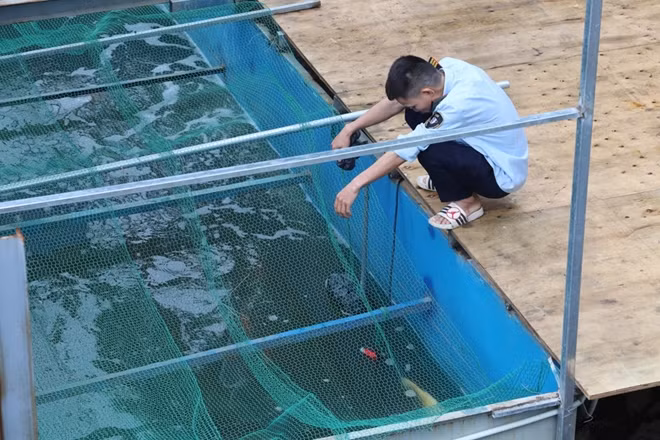 Theo anh Vũ Quang Huy thuộc Hội Cá cảnh Hà Nội cho biết: “Cá Koi Nhật Bản khá là khó trong việc thuần hóa và nuôi dưỡng, phải đảm bảo về kỹ thuật, chất lượng nước của hồ nuôi".