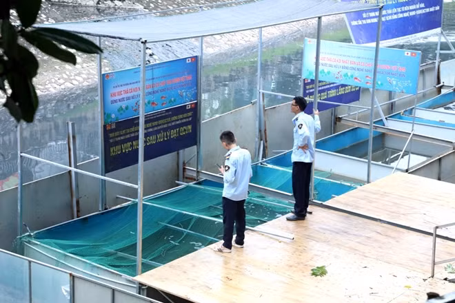 Nhân viên bảo vệ cho biết từ hôm được thả, đàn cá không có biểu hiện gì bất thường, đến khoảng 12h trưa qua có người dân xuống xem thì phát hiện một con bơi yếu dần rồi chết ngửa bụng.