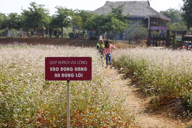 Nhằm giữ gìn những luống hoa tam giác mạch, Ban quản lý Khu du lịch đã cắm nhiều biển báo đề nghị du khách không giẫm lên hoa, không thải rác bừa bãi...
