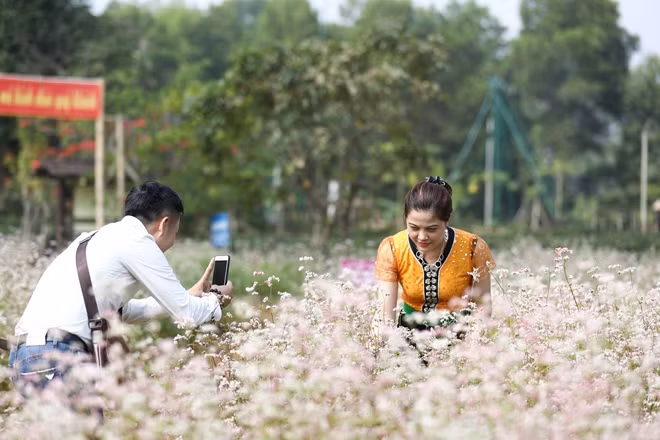 Tạo dáng bên hoa tam giác mạch.