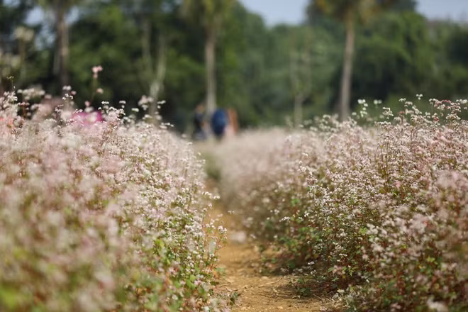 Hoa tam giác mạch là loài hoa đặc trưng của vùng cao nguyên đá Đồng Văn (Hà Giang) với màu sắc chủ đạo là trắng hoặc hồng. Đây không phải là loại hoa dại, ở Hà Giang hoa được trồng để phục vụ du lịch và hạt hoa được bà con dân tộc sử dụng để chế biến thành nhiều sản phẩm khác nhau như bánh, rượu...