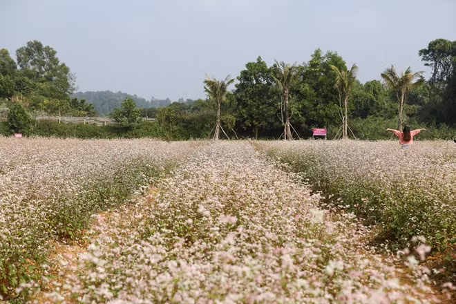 Cánh đồng hoa tam giác mạch ở Sơn Tây (Hà Nội) thu hút sự chú ý của nhiều du khách