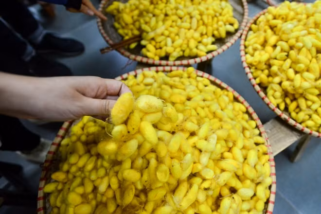 Tới đây, du khách có thể được trải nghiệm quá trình dệt lụa từ những bước đầu tiên từ con tằm