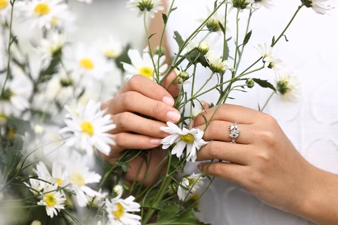 Cúc hoạ mi tượng trưng cho sự độc thân...