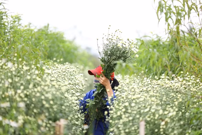 Chị Thanh Nguyệt, một người trồng cúc hoạ mi ở Nhật Tân, vào mùa này nhà chị lại tất bật thu hoạch và bán cúc hoạ mi cho khách đến chơi hoặc các đại lý ở Hà Nội