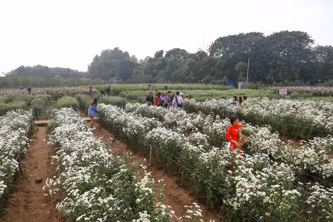 Bãi đá sông Hồng với những khóm cúc hoạ mi trắng muốt thu hút hàng trăm lượt khách tới chụp ảnh mỗi ngày