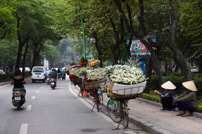 Vào tháng 11 hàng năm, cúc hoạ mi nở rộ và được bán khắp các con đường ở Hà Nội