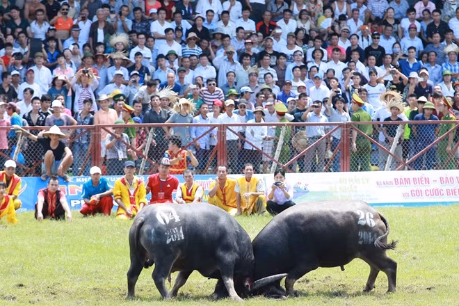 Lễ hội chọi trâu Đồ Sơn phải dựa trên cơ sở bảo tồn, phát huy các giá trị văn hóa truyền thống tốt đẹp (Ảnh minh họa).