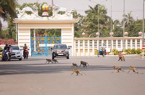 Đàn khỉ tràn ra đường phố Tây Ninh.