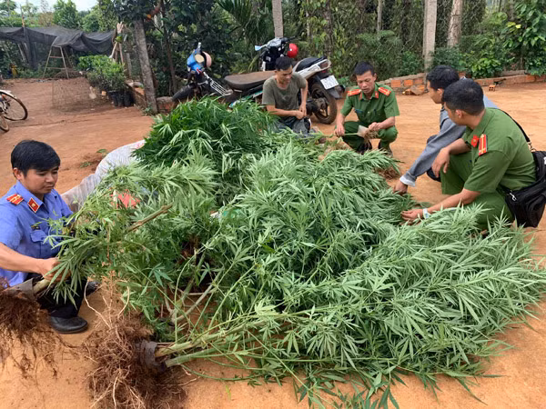 Công an xã Ea Wy phối hợp cùng các cơ quan chức năng tập trung giải quyết nạn trồng cần sa trái phép trong nương rẫy.