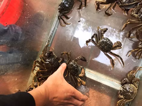 Một con cua da có trọng lượng hơn 2 lạng.