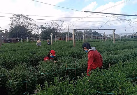 Nông dân Hội An trồng lại hoa sau đợt mưa ngập.
