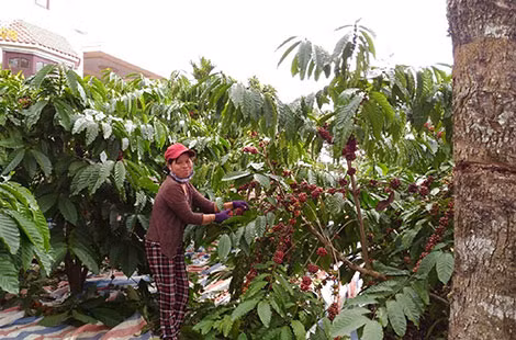 Chị Phan Thị Thu đến Tây Nguyên hái cà phê. Chị Phan Thị Thu đến Tây Nguyên hái cà phê.