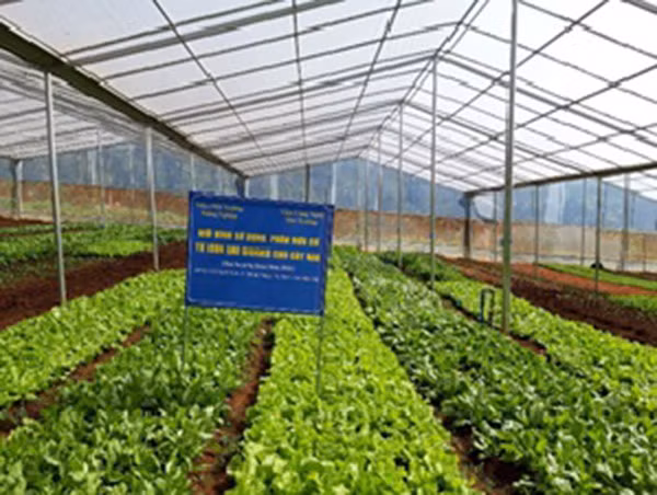 Rau bón từ phân hữu cơ vi sinh của đề tài cho chất lượng tốt.