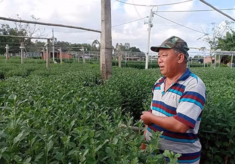 Ông Lý Phước Dạng (tổ trưởng tổ hợp tác hoa Dương Sơn Hòa Châu) lo lắng trước tình hình thời tiết hiện nay.