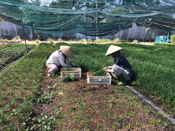 Việt Nam đã có hơn 230.000ha đất sản xuất nông nghiệp hữu cơ với hơn 97 doanh nghiệp.