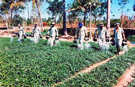 Lao động giúp các phạm nhân tĩnh trí, gột rửa lỗi lầm.