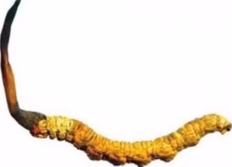 Đông trùng Hạ thảo loại Ophiocordyceps sinensis.