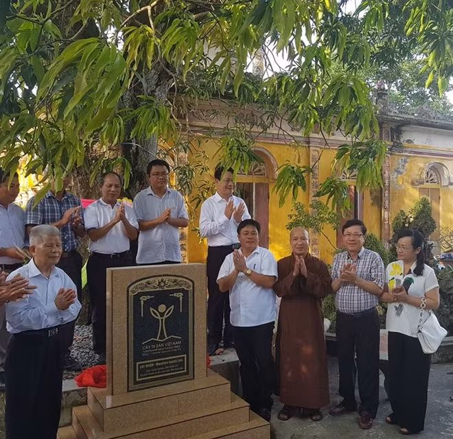 Các vị đại biểu bên cây Muỗm tại chùa Thanh Quang (xã Giao Thanh) được công nhận Cây di sản.