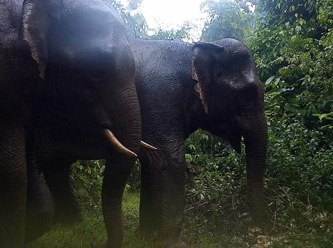 2 cá thể voi trưởng thành trong lâm phận Khu bảo tồn loài và sinh cảnh voi được "bẫy ảnh" ghi lại.