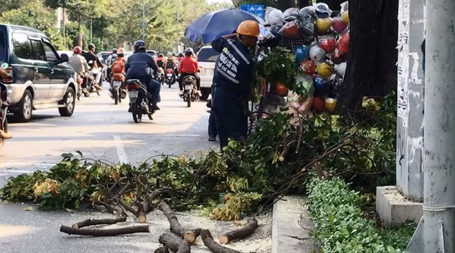 Nhân viên cây xanh dọn dẹp nhánh cây rơi