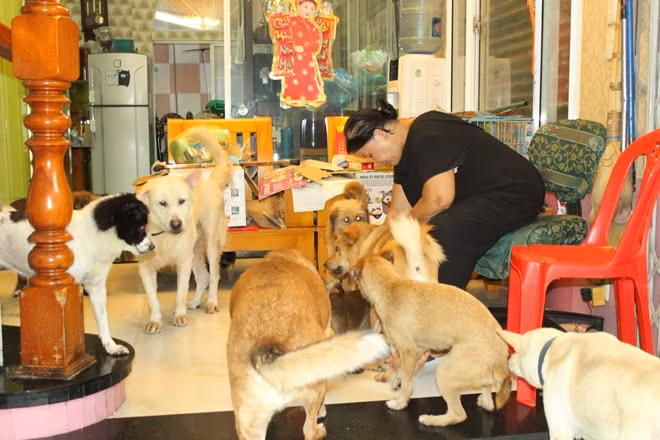 Bà Loan chăm sóc chúng rất kỹ, thường xuyên tắm cho chúng và tiêm thuốc phòng ngừa bệnh theo định kỳ