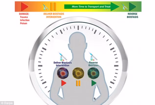 Mô phỏng quá trình làm chậm phản ứng sinh hóa trong kế hoạch Biostasis. Ảnh: DAPRA