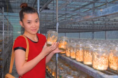 Sản xuất đông trùng hạ thảo tại Đà Lạt.