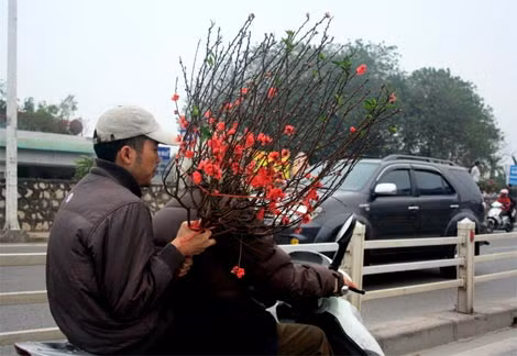 Những cành đào vừa có giá 120.000 đồng được nhiều người lựa chọn để chơi Tết.