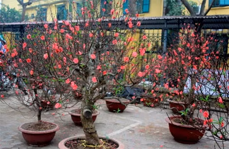 Dễ dàng bắt gặp ở khu vực này những chậu đào thế đẹp mắt, có giá dao động từ 5 – 8 triệu đồng.