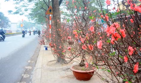Phố Lạc Long Quân mấy năm gần đây được xem là một điểm đến thu hút những người tìm chơi đào, quất đón Tết. Dễ dàng bắt gặp ở khu vực này những chậu đào thế đẹp mắt, có giá dao động từ 5 – 8 triệu đồng. Nhiều chủ vườn nhận định, năm nay do thời tiết ấm nên nhiều cây đào đã nở bung trước Tết. Chợ hoa Quảng An thời điểm này luôn tấp nập khách đến thưởng hoa và tìm mua những cành đào chơi Tết. Hai bên đường lối vào chợ tràn ngập sắc đào đỏ thắm từ đào phai, bích đào cho đến cả đào rừng. Dễ dàng bắt gặp trên đường phố hình ảnh những xe chở đào bán rong như thế này. Một điểm bán hoa trên đường Âu Cơ tấp nập khách ghé vào mua hoa. Những người bán đào cho biết: Giá hoa đào năm nay rẻ hơn mọi năm, một cành đào nhỏ và vừa được bán với giá dao động từ 50.000 – 150.000 đồng. Một phụ nữ đang chọn cho mình một cành đào ưng ý trên phố Âu Cơ. Nụ cười rạng rỡ của người bán đào. Những cành đào vừa có giá 120.000 đồng được nhiều người lựa chọn để chơi Tết. Chợ hoa Hàng Lược là một trong những địa điểm người dân phố cổ tìm đến để chọn cho mình những cành đào mỗi dịp Tết đến xuân về. Chợ truyền thống lâu đời nhất của Thủ đô chỉ họp duy nhất một lần trong năm, bắt đầu từ 23 tháng Chạp cho đến tận ngày 30 Tết. Bên cạnh những cánh đào đỏ thắm, quất cảnh cũng là một trong những mặt hàng được người dân ưa chuộng. Cảnh mua bán nhộn nhịp trên chợ hoa lâu đời nhất Hà Nội Mỗi cành đỏ nhỏ để bày lên ban thờ như thế này có giá từ 20.000 – 50.000 đồng/cành. Phố Hàng Mã ngập tràn sắc đỏ. Các con phố quanh khu vực Hồ Gươm như: Hàng Khay, Đinh Tiên Hoàng, Lê Thái Tổ, Bà Triệu… được trang hoàng đèn hoa lung linh đón Tết Nguyên đán. Phố Lê Thái Tổ rực rỡ về đêm. Khi thành phố lên đèn, đường phố Thủ đô lại khoác lên mình một diện mạo mới. Một trong những điểm nhấn cho không khí Tết Ất Mùi ở Hà Nội là những vườn hoa đủ màu sắc bên bờ hồ Hoàn Kiếm.