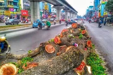 Thanh tra Chính phủ đề nghị UBND TP Hà Nội làm rõ những sai phạm tại dự án chặt cây. Ảnh minh họa.