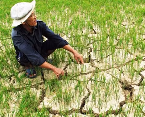 Nam Trung bộ, Tây Nguyên đang đối mặt với hạn hán nghiêm trọng do hiện tượng El Nino kéo dài nhất trong lịch sử 60 năm qua.