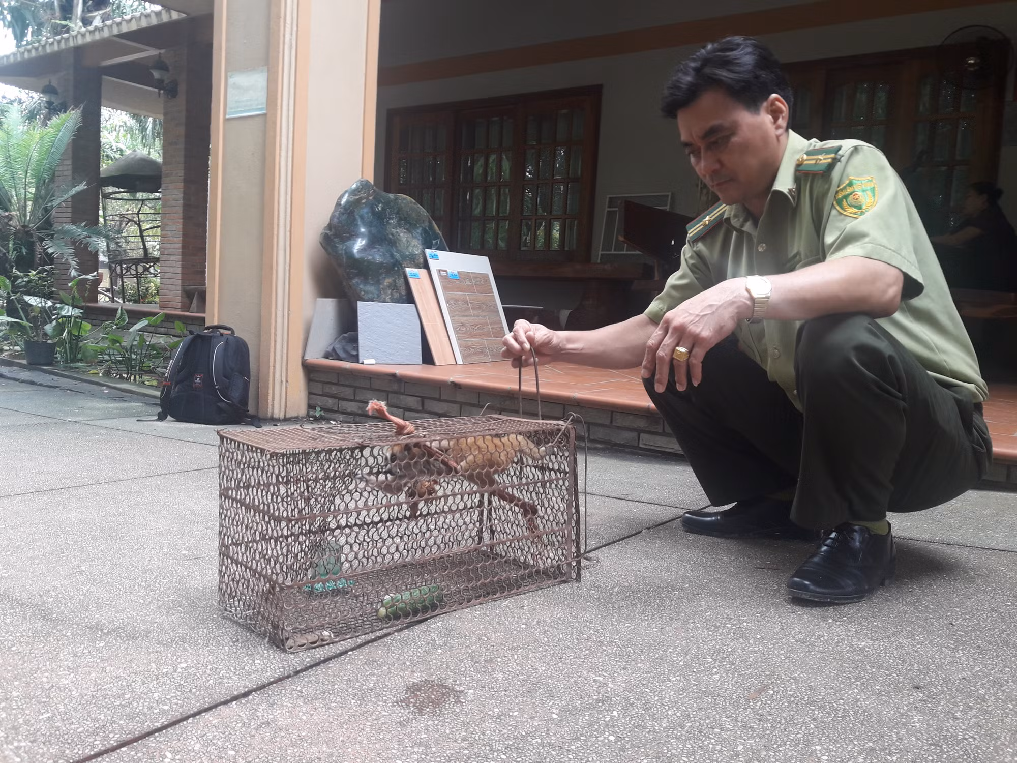 Người dân tự nguyện giao nộp cá thể culi quý hiếm cho kiểm lâm