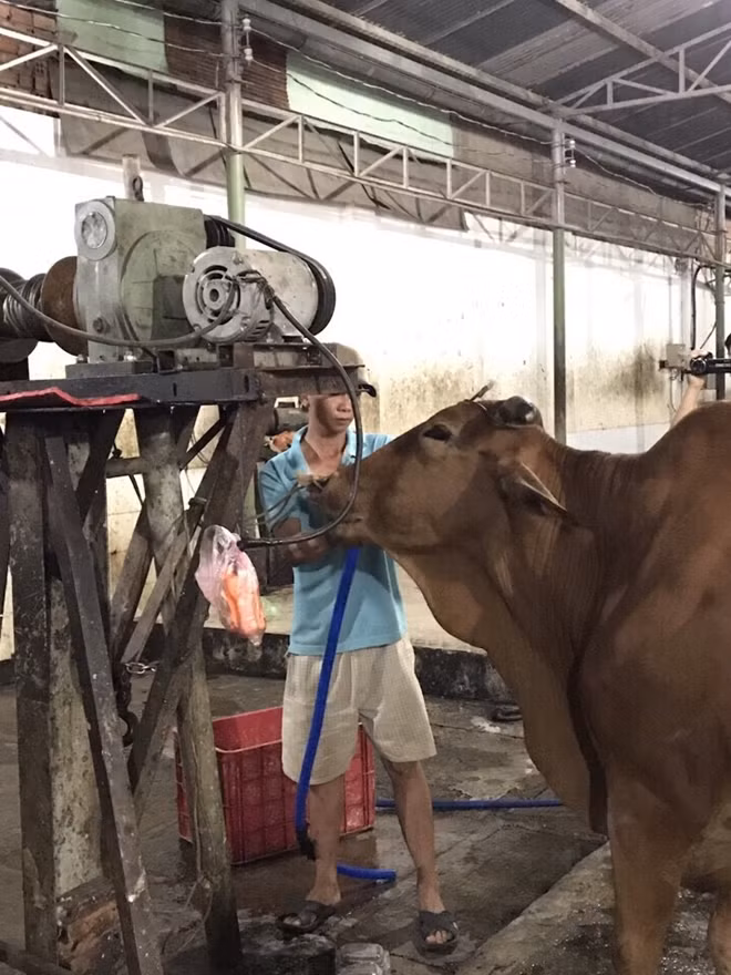 Chủ lò mổ dùng máy bơm công suất lớn bơm nước vào bùng bò.