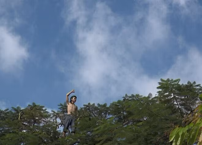 Hận trong lúc ngáo đá đã leo lên ngọn cây.