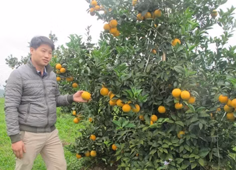 Anh Thuỷ chủ nhân của vườn cam đạt giải nhất trong lễ hội cam Cao Phong lần thứ nhất.