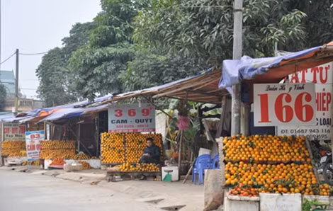 Cam được bày bán rất nhiều dọc quốc lộ 6.