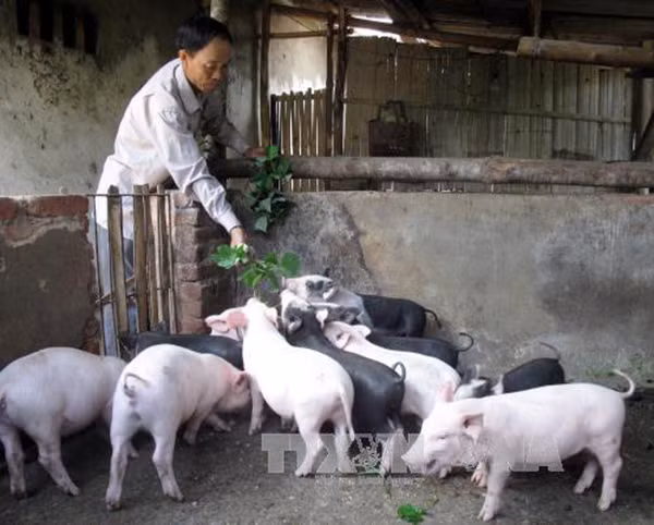 Người dân thôn Cốc Tào, thị trấn Nà Phặc, huyện Ngân Sơn (Bắc Kạn) chăm sóc đàn lợn thịt, phát triển kinh tế gia đình. Ảnh: Đức Hiếu/TTXVN.