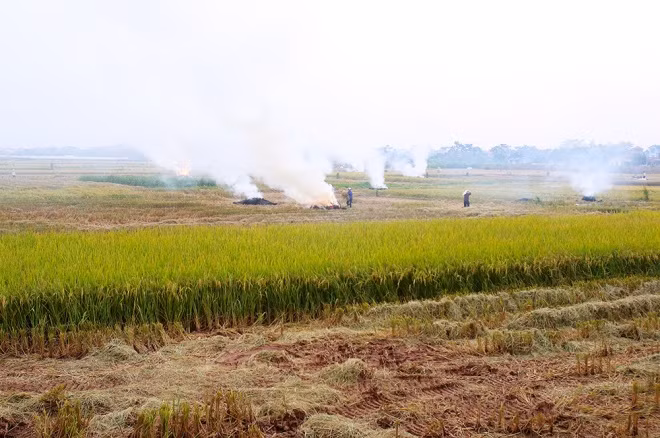 Những ngày đầu tháng 10, các tuyến đường dẫn vào cửa ngõ Thủ đô như Đan Phượng, Hoài Đức, Đông Anh, Phúc Yên, Nam Thăng Long, Nhật Tân... không khí trở nên đặc quánh khi người dân đốt rơm rạ sau thu hoạch. Những ngày đầu tháng 10, các tuyến đường dẫn vào cửa ngõ Thủ đô như Đan Phượng, Hoài Đức, Đông Anh, Phúc Yên, Nam Thăng Long, Nhật Tân... không khí trở nên đặc quánh khi người dân đốt rơm rạ sau thu hoạch.