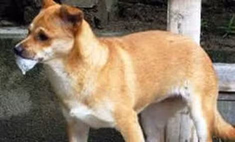 Chó dại sùi bọt mép.