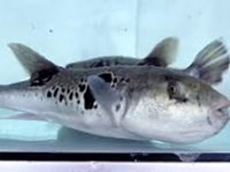 Cá nóc hổ (Torafugu) ngon nổi tiếng ở Nhật, Hàn Quốc, Trung Quốc.