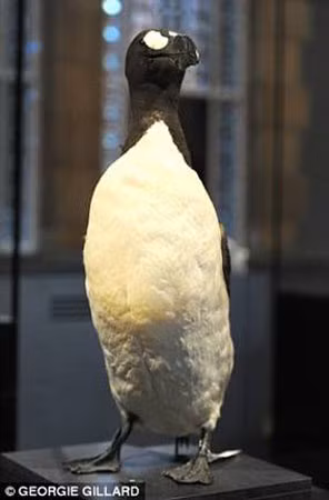 Great Auk (Anca lớn).