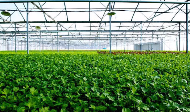 Doanh nghiệp là hạt nhân kết nối nông dân với thị trường. Doanh nghiệp là hạt nhân kết nối nông dân với thị trường.