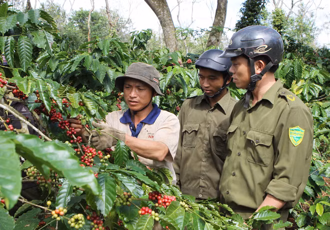Lực lượng Công an xã tổ chức tuần tra trong mùa thu hoạch cà phê.