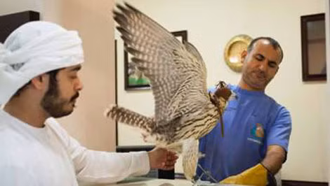 Chủ nhân và chim ưng tại Bệnh viện Chim ưng Abu Dhabi. Chủ nhân và chim ưng tại Bệnh viện Chim ưng Abu Dhabi.